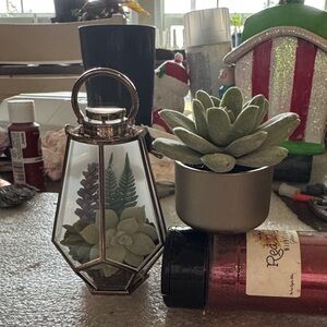 Geometric Glass Terrarium with Succulent Wallflower